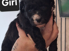 Beautiful mailtopoo puppies