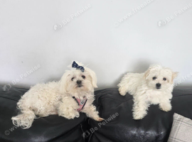 Maltese Puppy