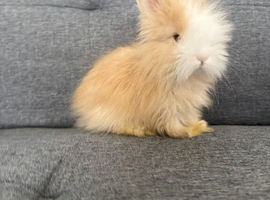 Stunning Angora babies
