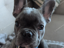French bulldog puppy male