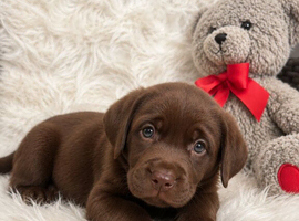 Stunning show type Labradors