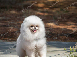 7-month-old Pomeranian boy looking for his loving new home.