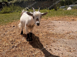 Pygmy goats for sale
