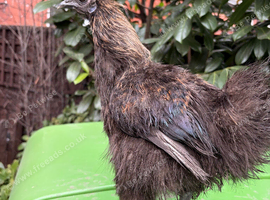 Stunning Pair of Silkies - Rare Partridge & Black Bantam Cockerels!
