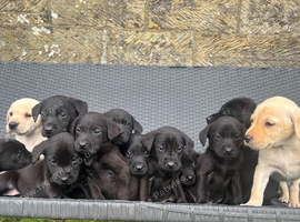 Beautiful Labradors Girls&Boys