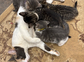 Gorgeous Female Kittens