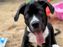 Male cane corso
