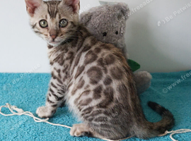 Gorgeous Bengal Rosette Kitten