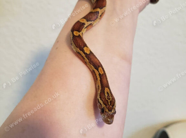 Juvenile corn snakes