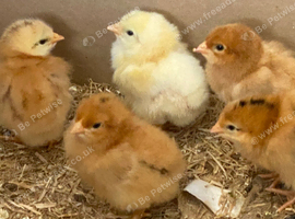 Baby Chicks