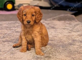 2 stunning labradoodles 1 boy 1 girl