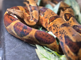 Stunning Male boa for sale!!!