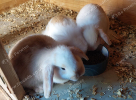 Mini lops girls ready to leave now