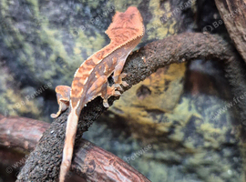 Young Crested Gecko