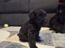 Three male puppies for sale