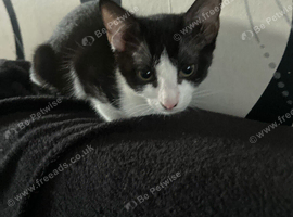 Beautiful friendly litter trained female