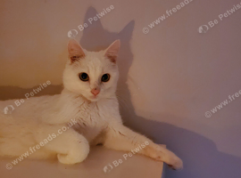 Two bonded cats for sale to good home