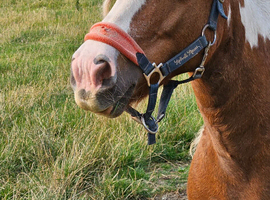 11.2hh skewbald mare
