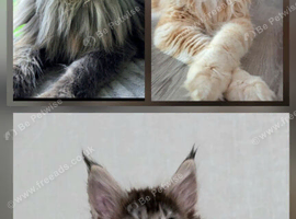 Beautiful Maine Coon princess