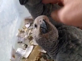 African grey babies