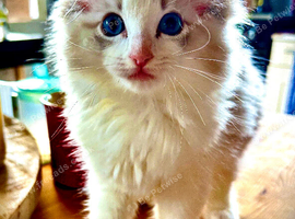 Ragdoll registered kittens ready NOW