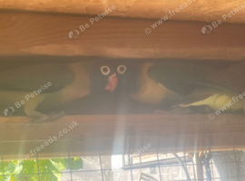 Young Masked Lovebirds