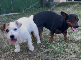 Jack high mix with jackshund
