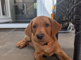 Last fox red KC registered Boy Left