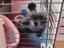 2 years old decorative rabbit with cage and some food