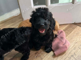 Cockerpoo puppy&rsquo;s