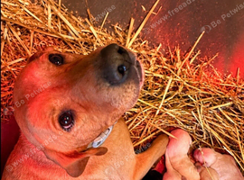 KC registered puppies