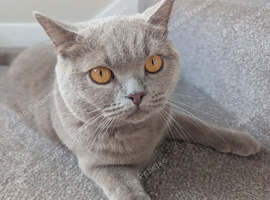 Lilac British shorthair