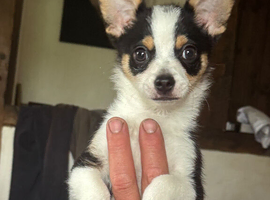 Papillion x chihuahua