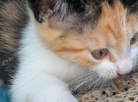 Delightful and friendly kittens looking for a home.