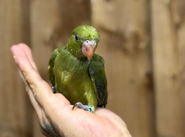 Baby ring neck parrot