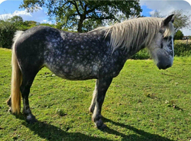 Irish draught x cob mare 6 year old