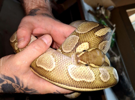 Butter morph or mistic potion het somthing