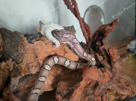 2 year old corn snake with setup