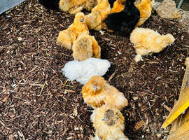 POINT OF LAY HENS - VARIOUS BREEDS - READY NOW