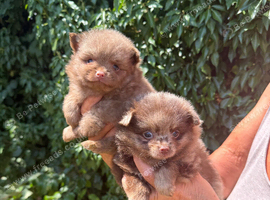 Pomeranian Puppies