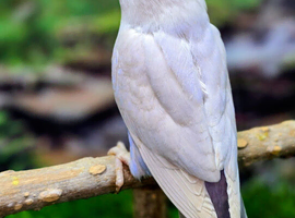 Dilutes and fallow lovebirds