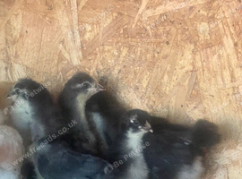 Silver and Black Copper Maran Chicks Straight Run