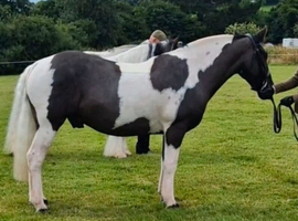 14.1 9yo gelding