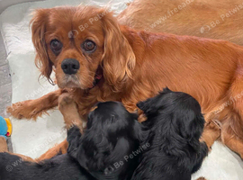Cavalier King Charles poppyS