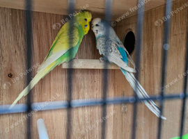 Bonded Budgie Pair For Sale