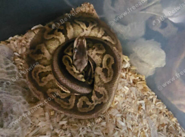 Hi I have a royal python for sale