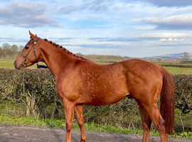 Proven Thoroughbred Stallion