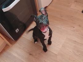 15 week old female pup