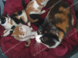 Beautiful kittens