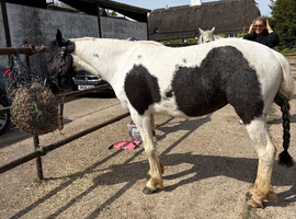 Very pretty welsh x mare 13.2